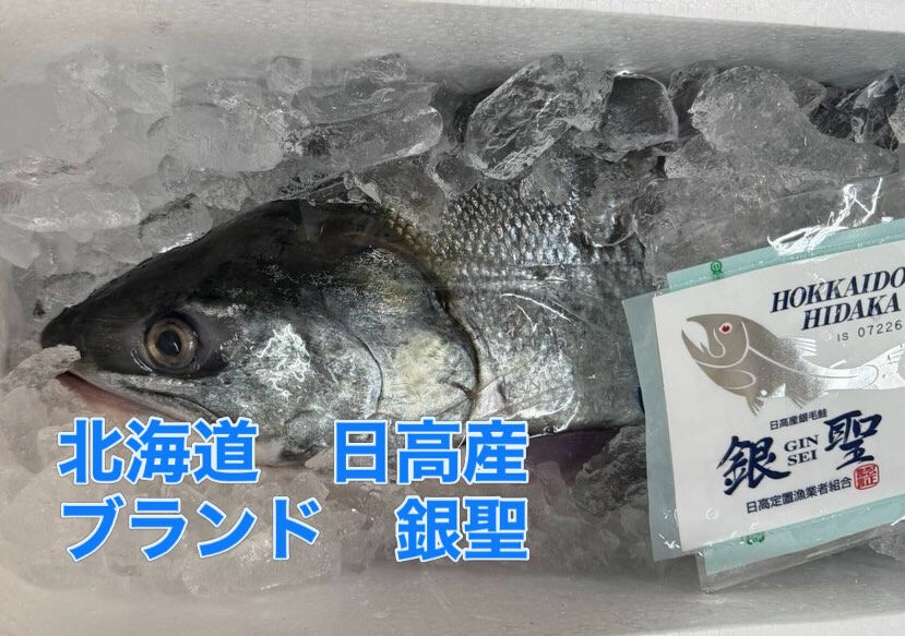今週もブランド鮭　銀聖入荷　筋子がいっぱいあったのでいくら醤