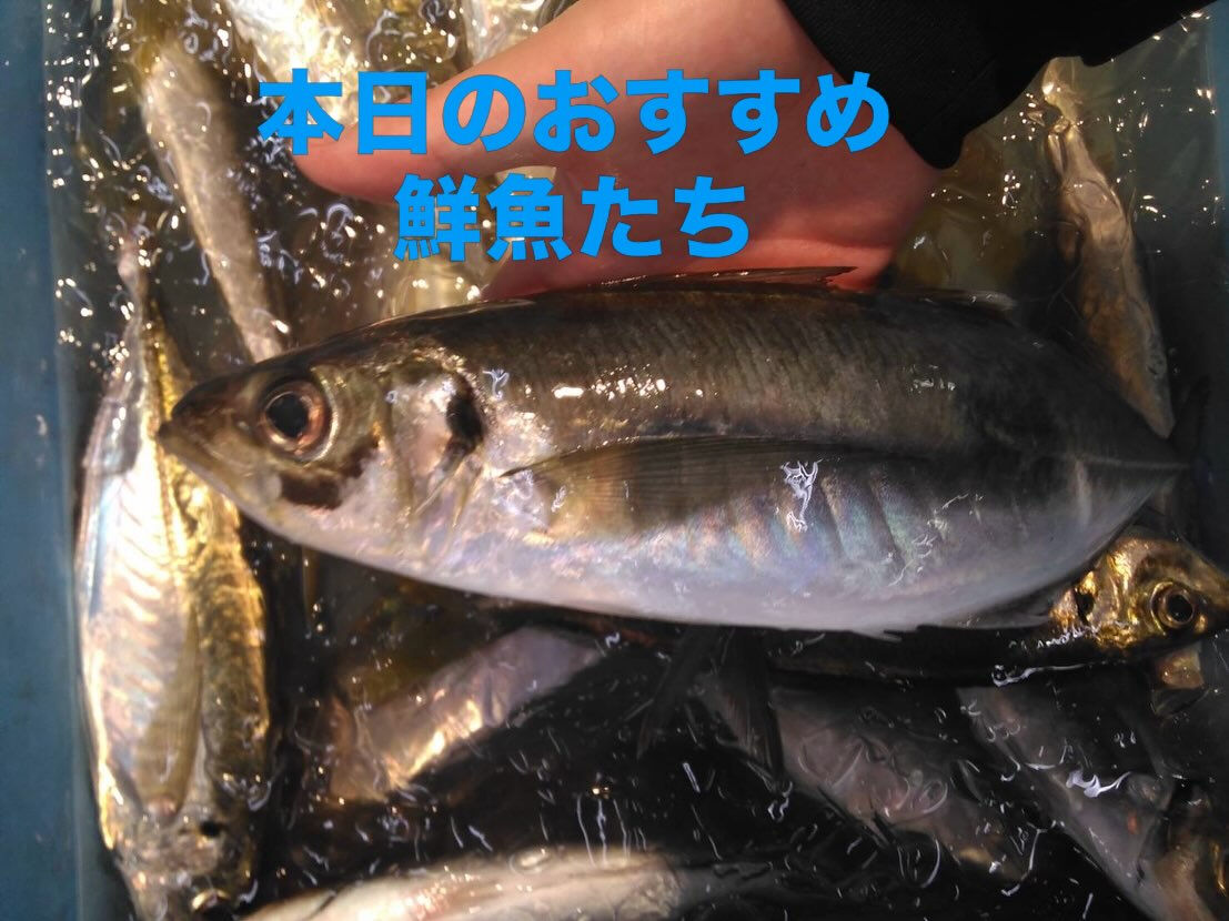 今週もいいお魚入荷してます
