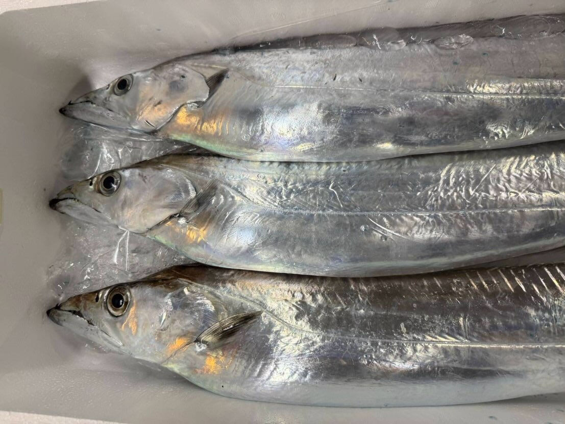 今週もいいお魚入荷してます