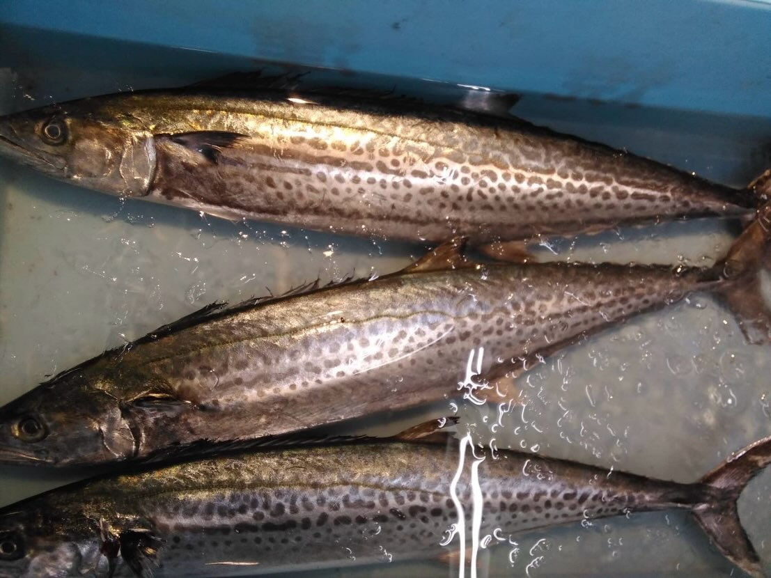 今週もいいお魚入荷してます