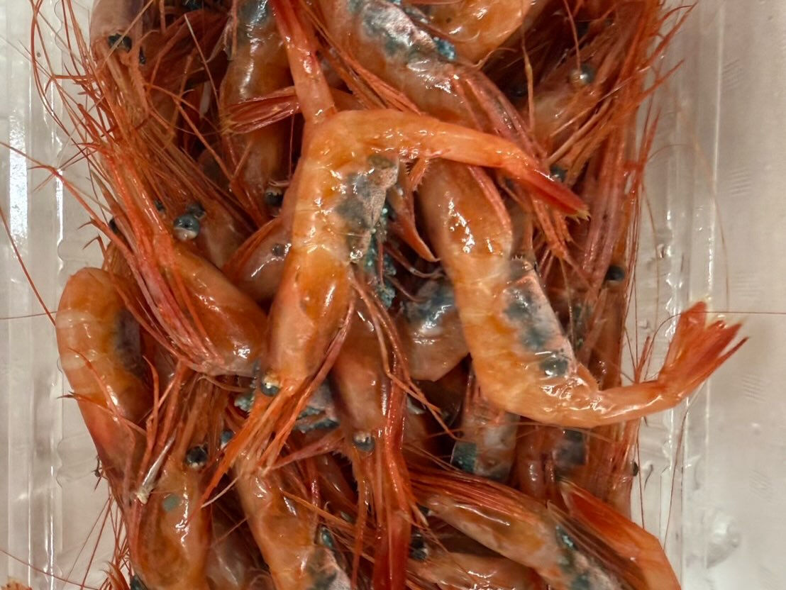 今週もいいお魚入荷してます